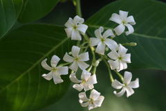 Holarrhena pubescens